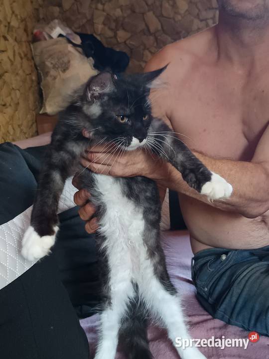Kocu rasy Maine coon z rodowodem ostatni wolny Prawęcin