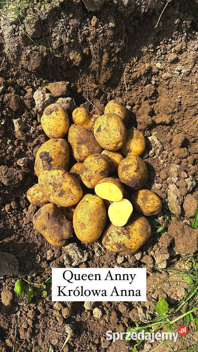Ziemniaki Queen Anny Corinna Vineta Red Lady Olsztyn