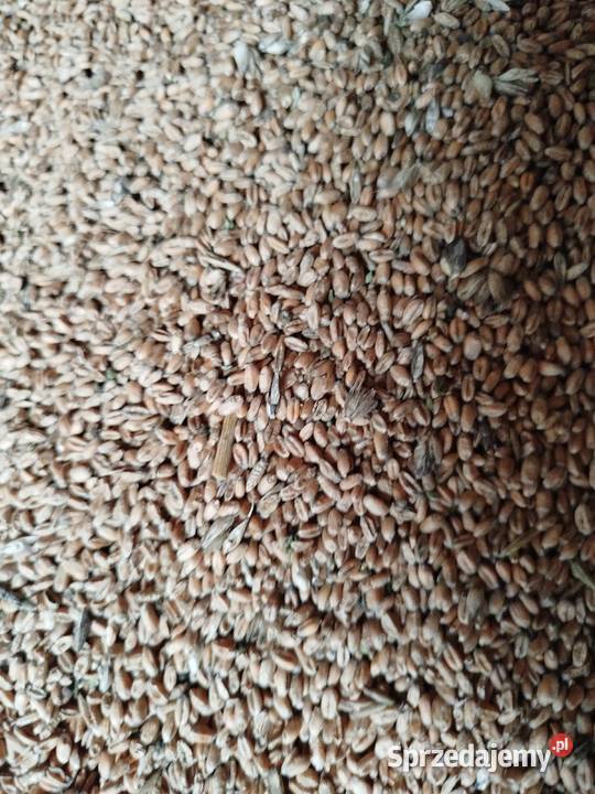 Pszenica Euforia Zboże Pilica