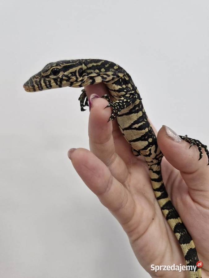 Varanus Ornatus Waran Ozdobny Oława