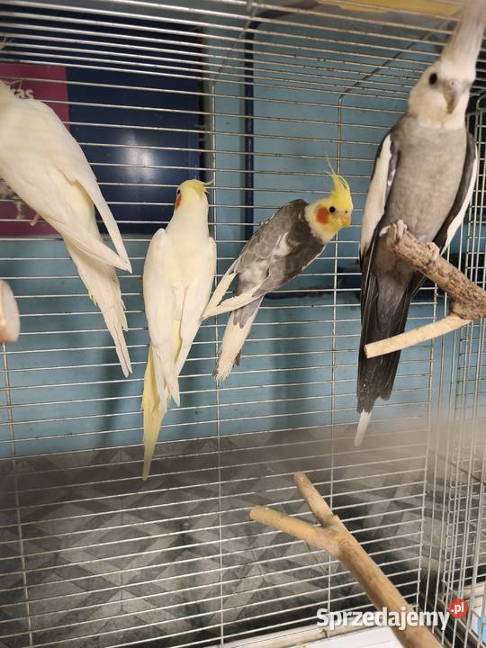 Nimfy Lutino białogłowe standardy itp Ptaki