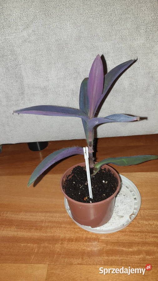 Trzykrotka setkrezja purpurowa wys26 roślina Warszawa