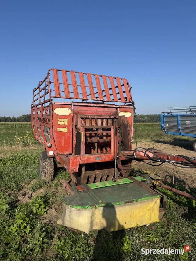 Ścinacz zielonek Dąbrowa Biskupia