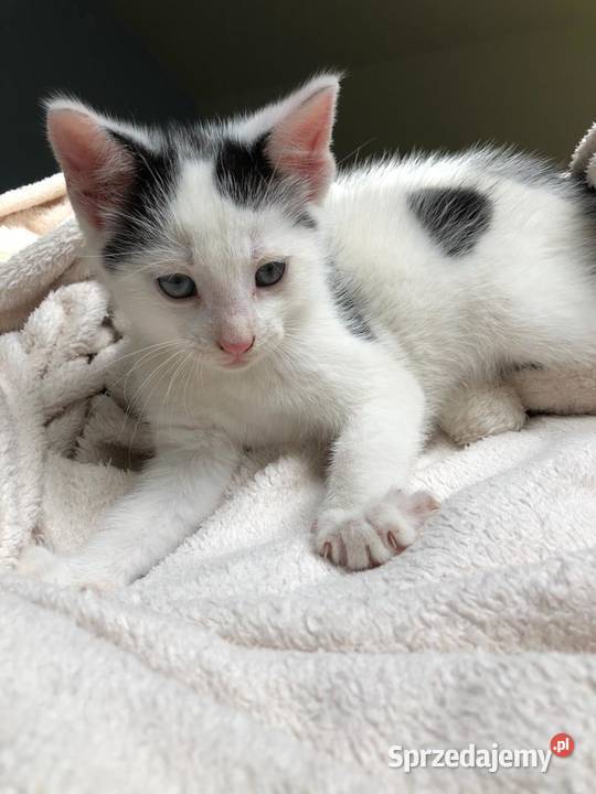 Śliczny mały kotek Pozostałe Zwierzęta Postomino sprzedam
