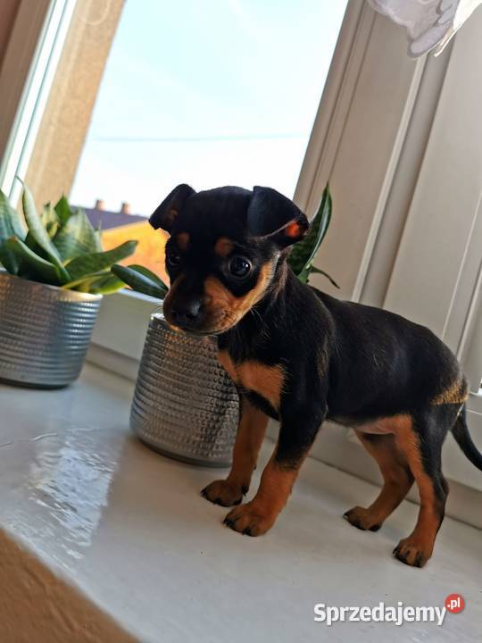 Pinczer miniaturowy Łowicz