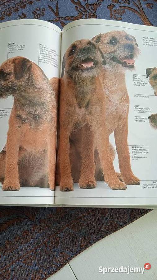 KSIĘGA PSÓW DAVID TAYLOR wydanie albumowe Piła