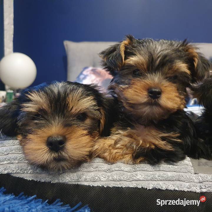 Sprzedam Pieski York Gliwice