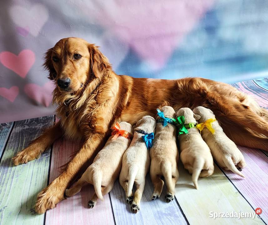 Szczenięta Golden Retriever Rezerwacja miotu
