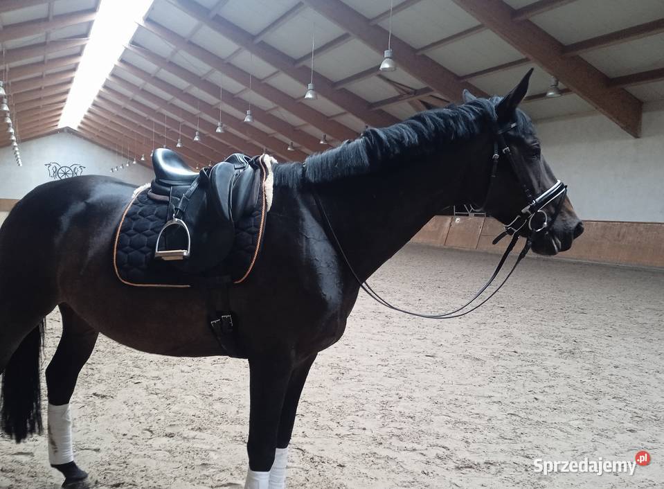 ładna hanowerska 6 letnia klacz Ptakowice