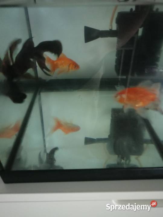 Szpedam akwarium z rybkami