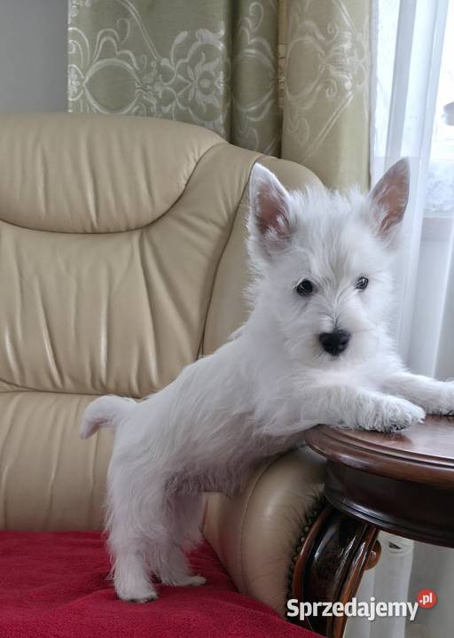 Piesek Championach West Highland white Terrier sprzedam