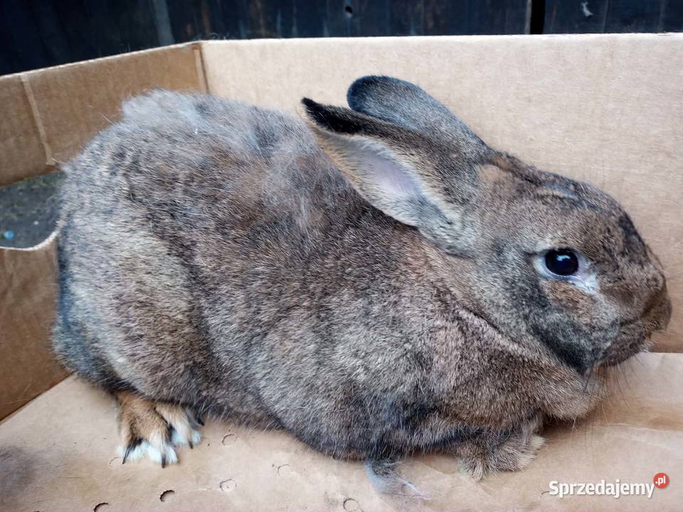 Królik dorosła samica Dębicze sprzedam