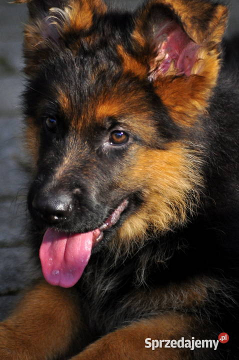 Owczarek niemiecki FCI wielkopolskie Jarocin
