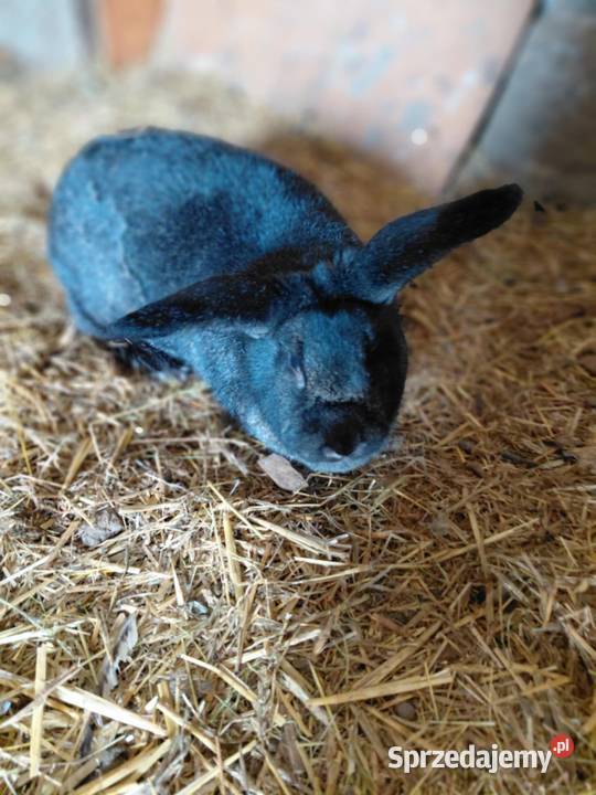 Króliki lubelskie Krasnystaw sprzedam