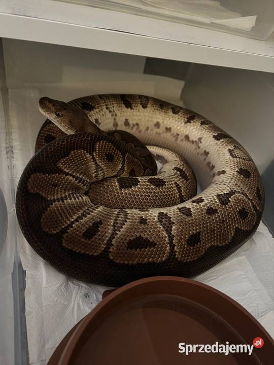 Dorosłe gotowe na sezon i młode węże zbożowe Pisz sprzedam