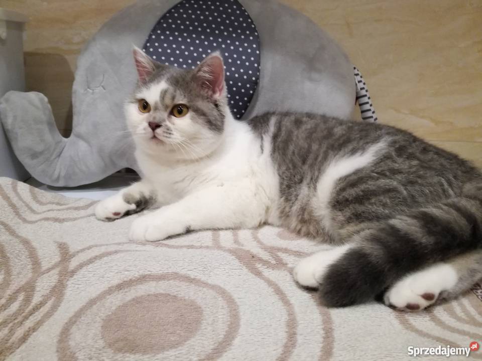 Sprzedam koty brytyjskie sprzedam