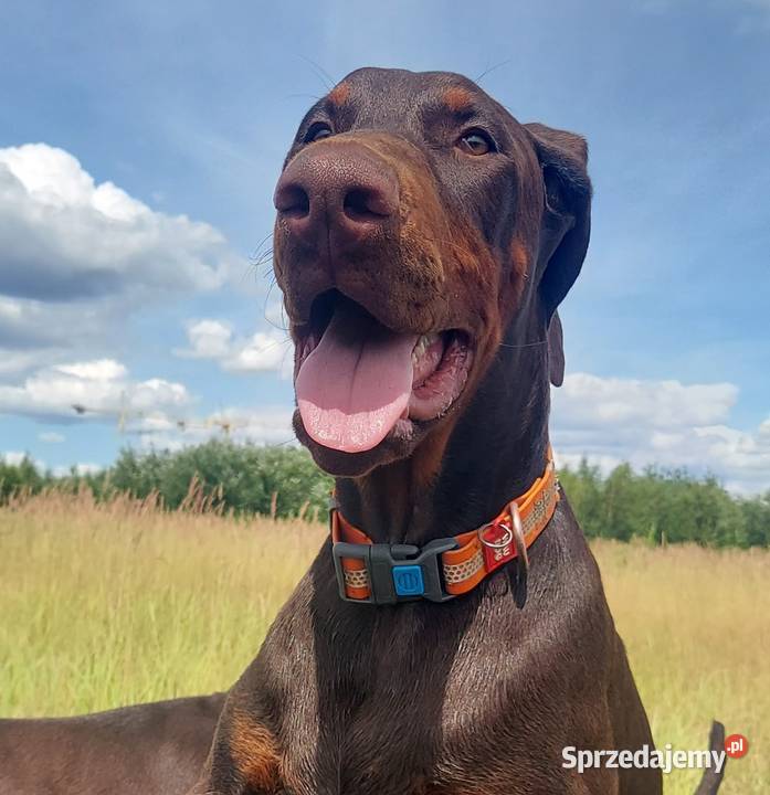 Doberman FCI Cudowny chłopczyk Szczecin
