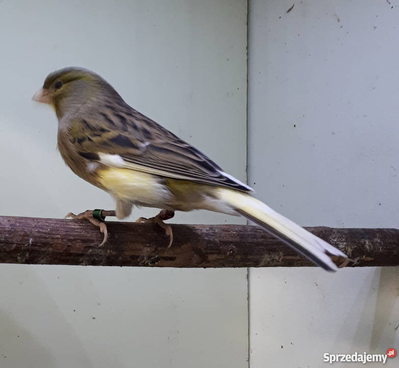 Kanarek kanarki timbrador