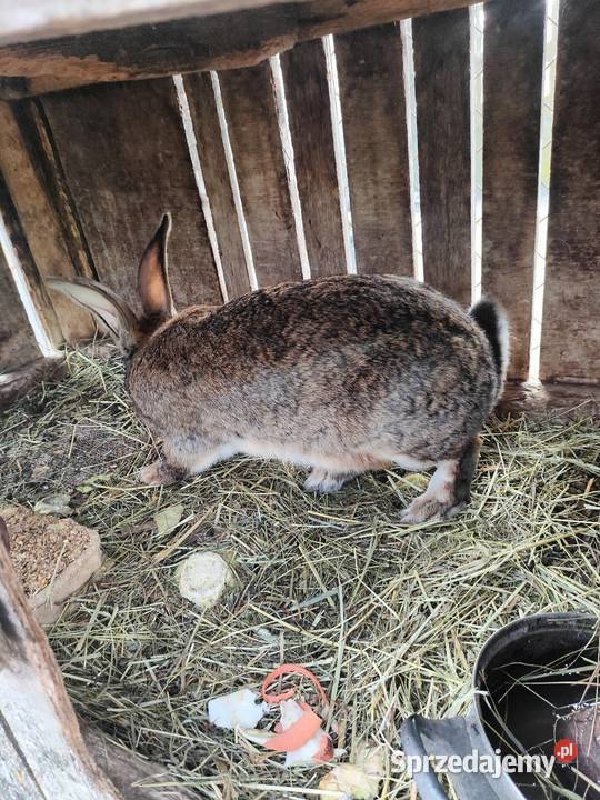 Młode króliki z 11 lutego mazowieckie Garwolin