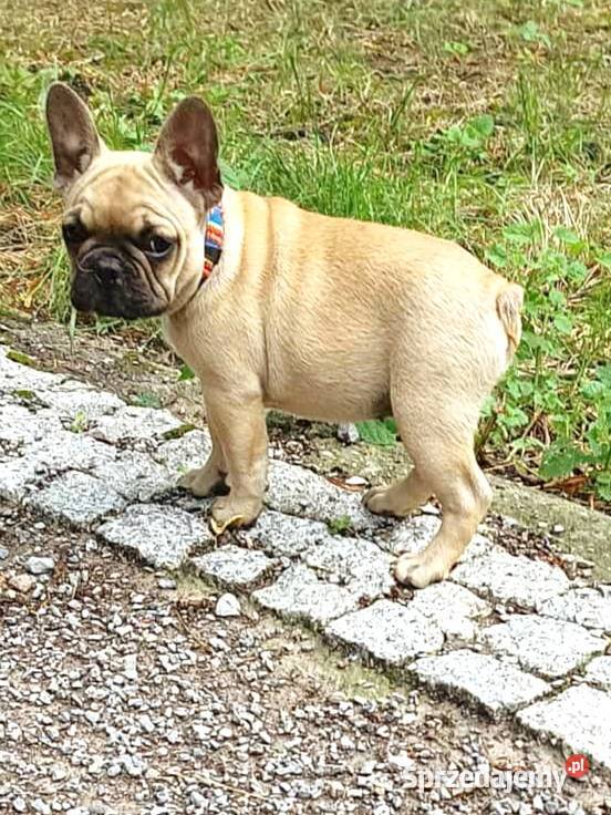 Buldog francuski suczka WIKI ZKwP FCI 3 miesiące Świdnik