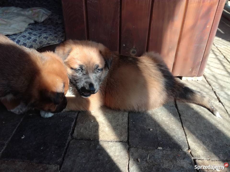 Szczenięta owczarka niemieckiego ostatnie 3