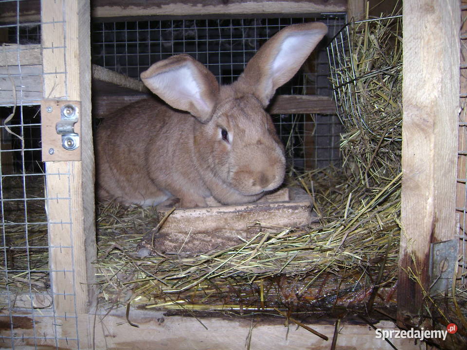 Króliki Moszczenica