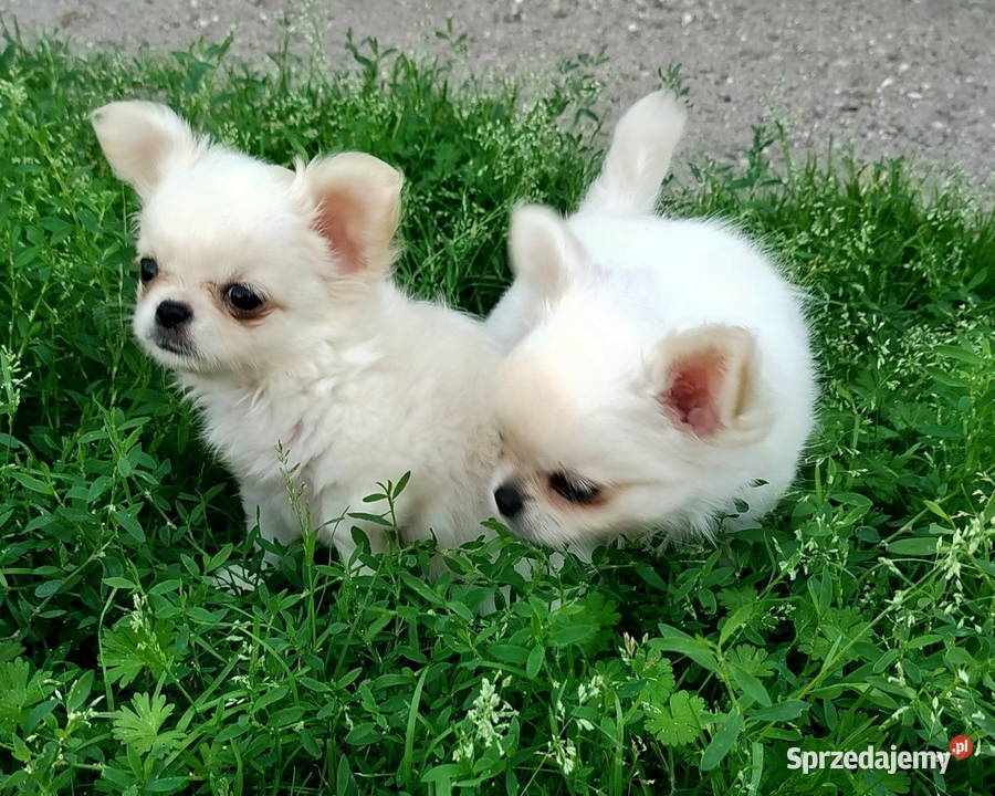 Piesek chihuahua długowłosy Konin