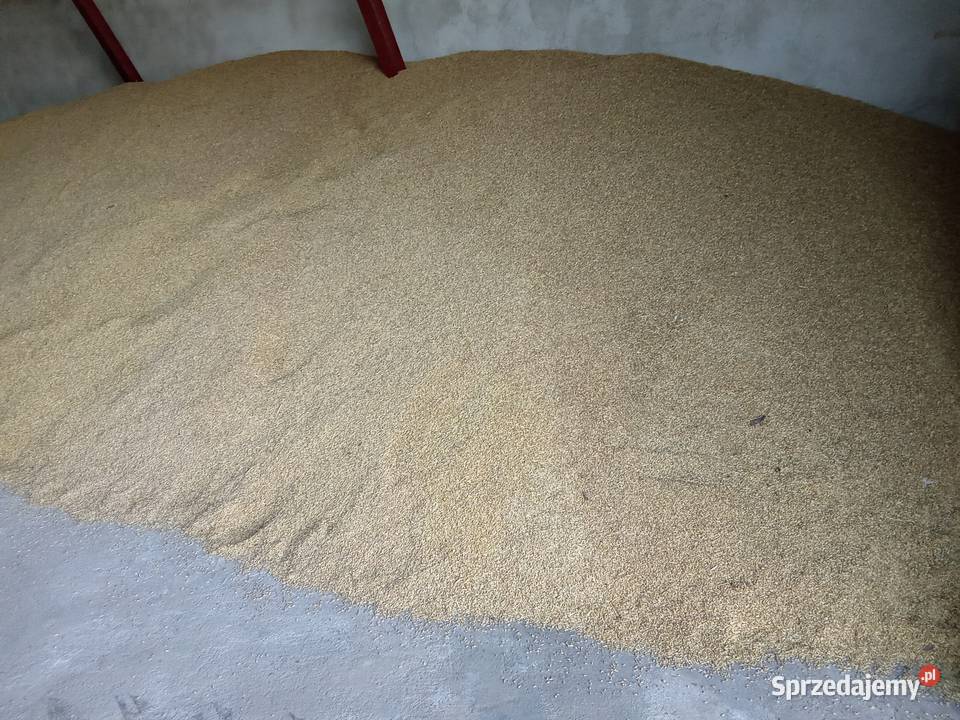 Jęczmień paszowy Jęczmień ozimy Opinogóra Górna