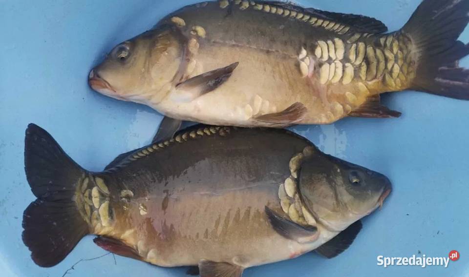 Karp z własnego gospodarstwa