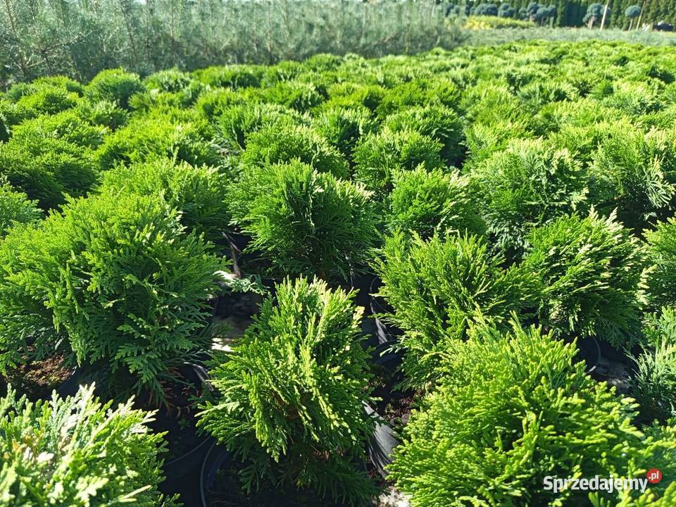 Thuja Danica kulka 20 Wrocław Januszkowice