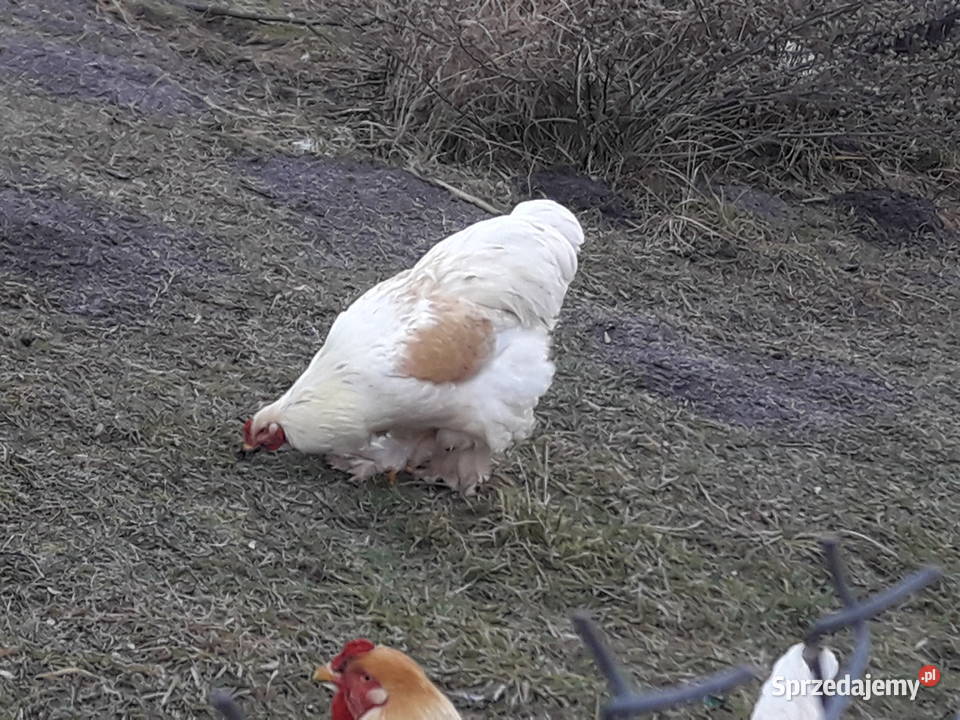 Posiadam na sprzedaż rasowego koguta Brachmę świętokrzyskie Dwikozy