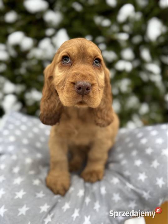 Piękny Cocker Spaniel Angielski piesek sunia z Cocker Spaniel podkarpackie sprzedam