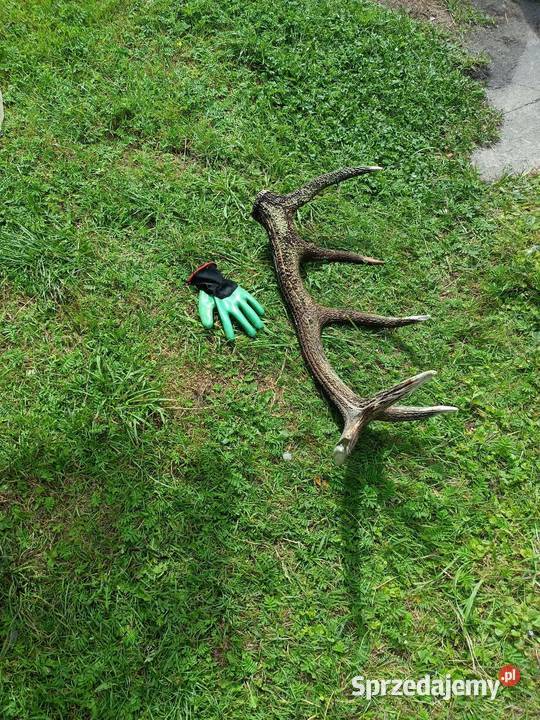 sprzedam poroża Szczecin