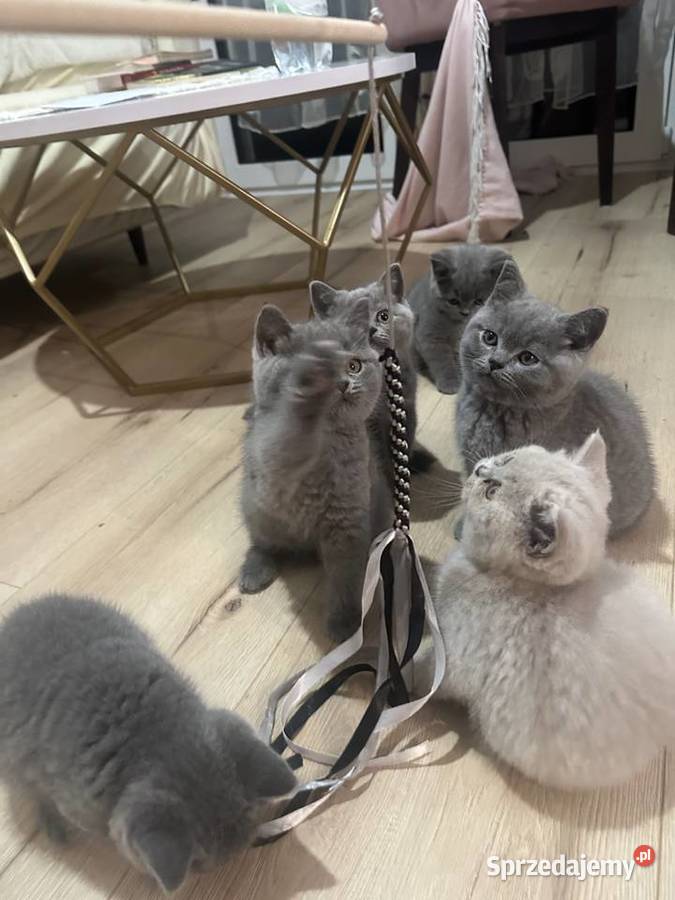 Kotki Brytyjskie Niebieskie Legionowo