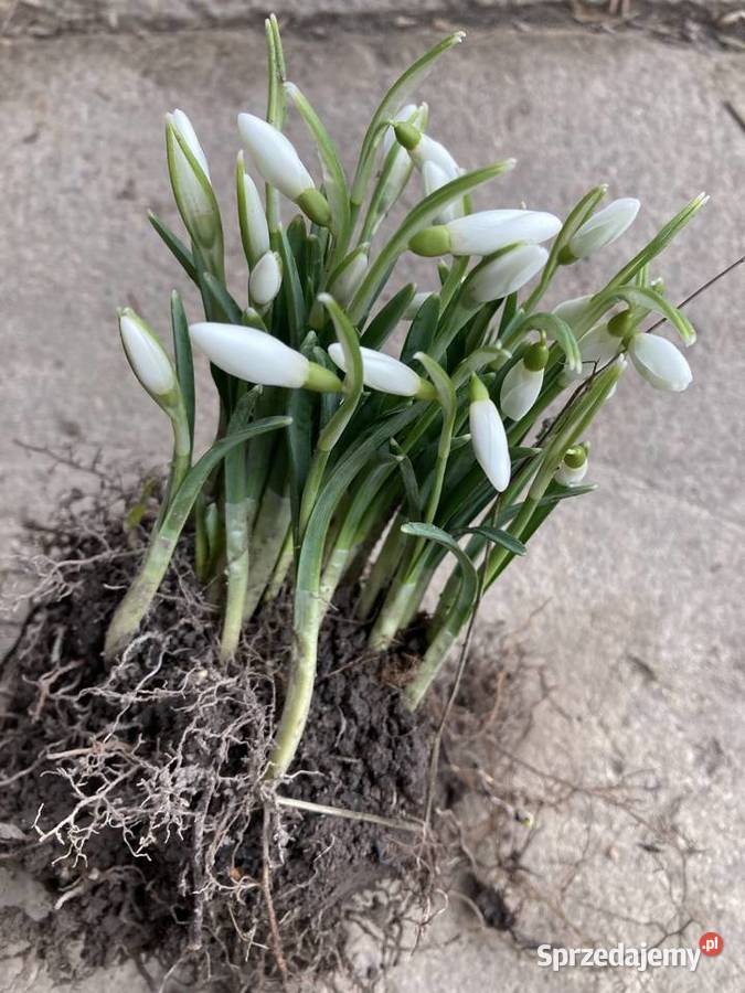Przebiśnieg sadzonki cebule Lublin