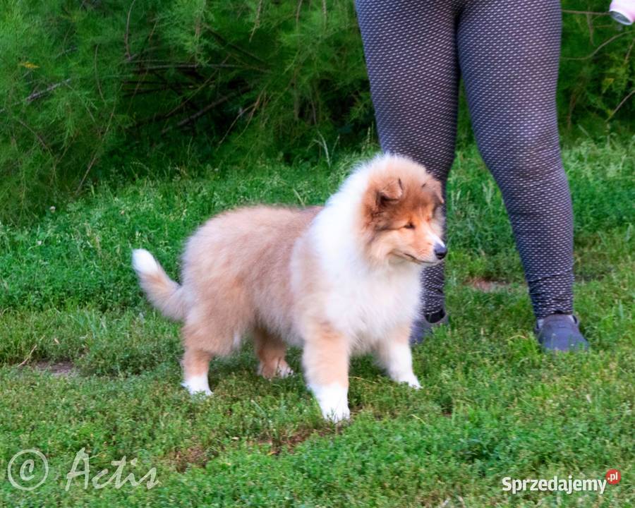 Owczarek Szkocki Collie suczka Multi Championie sprzedam