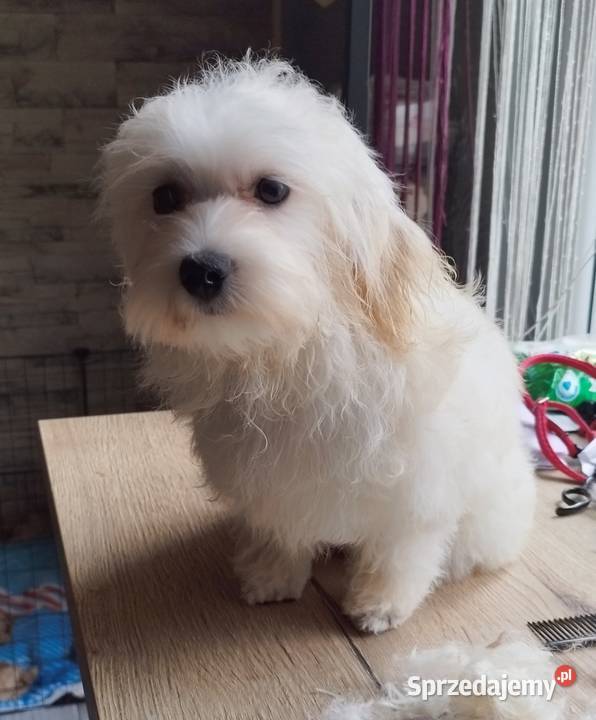 Piesek Maltipoo małopolskie Kraków