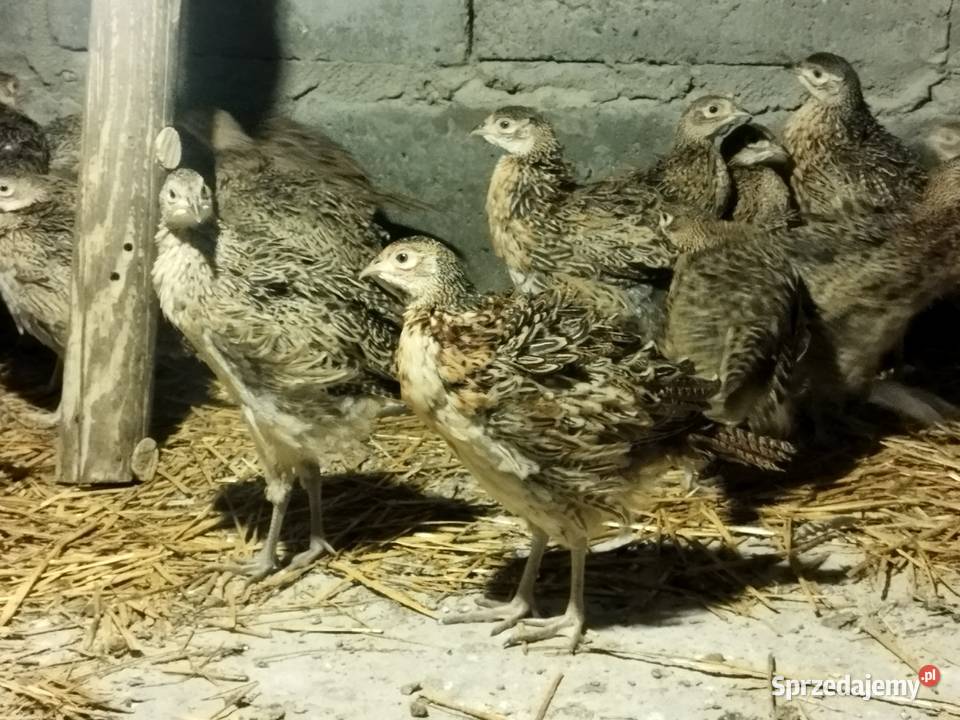 Sprzedam młode bażanty polne wielkopolskie Kalisz sprzedam