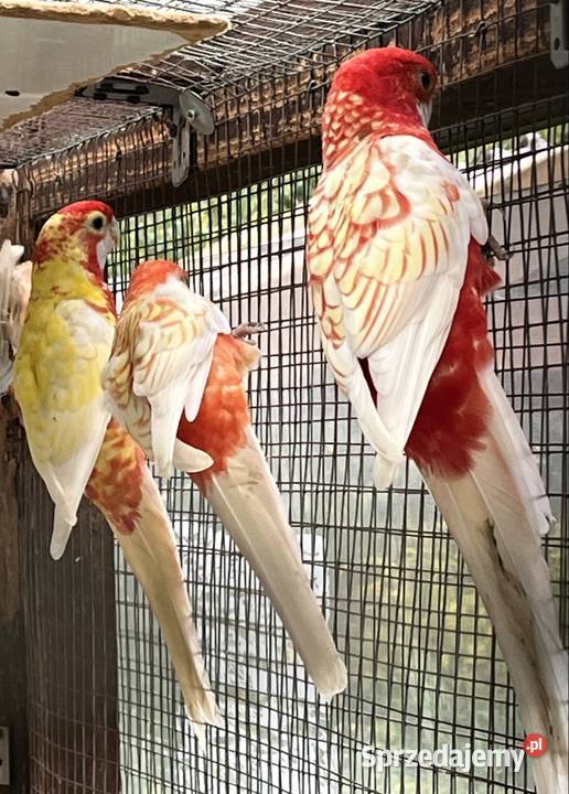 Rozele Królewska Pastel Sztum sprzedam