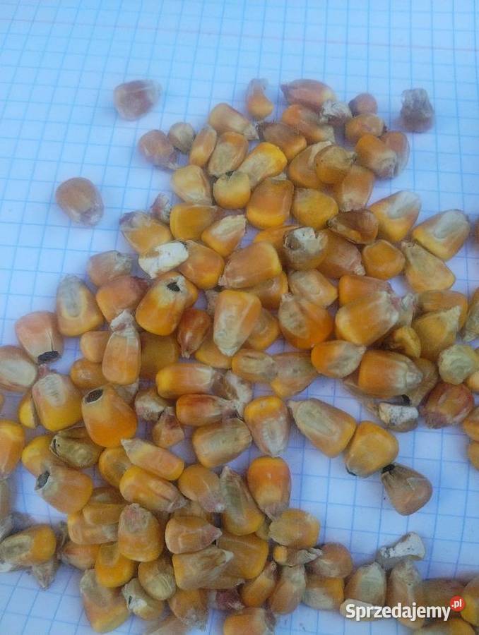 Kukurydza paszowa sucha Parczew sprzedam