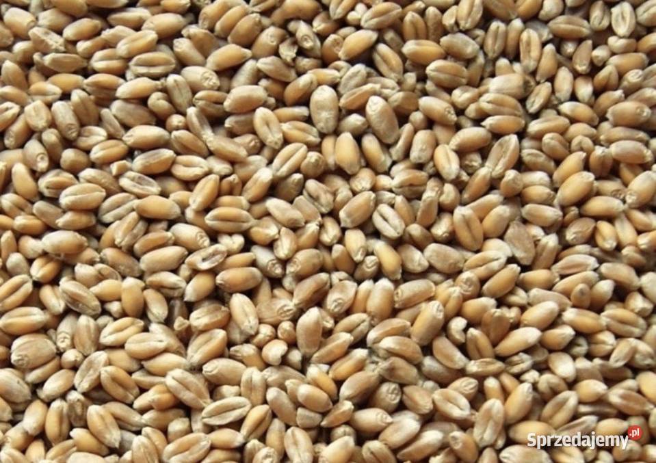 Pszenica ozima Mysłów