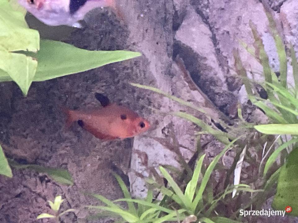 Sprzedam rybki 8 sztuk 30 Sosnowiec
