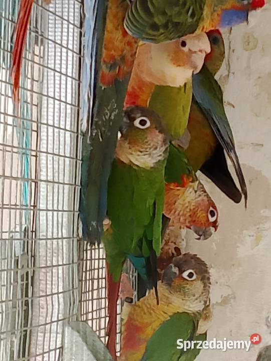 Rudosterki dorosłe ptaki lęgowe stado Strzeleczki