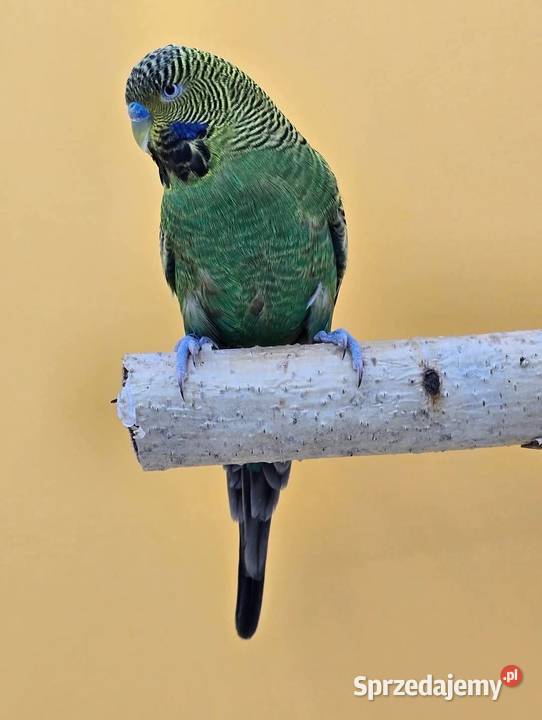 papużka falista blackface łatwo się oswaja może
