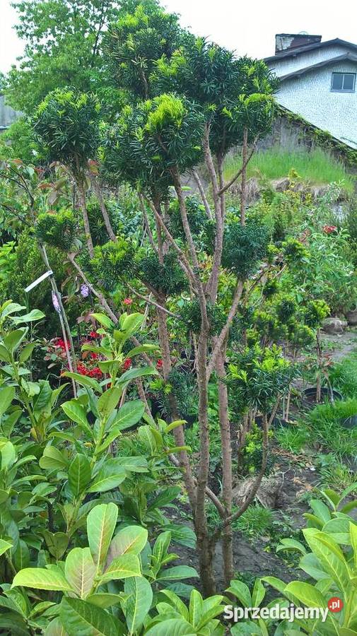 Cis Formowany Bonsai Mszczonów