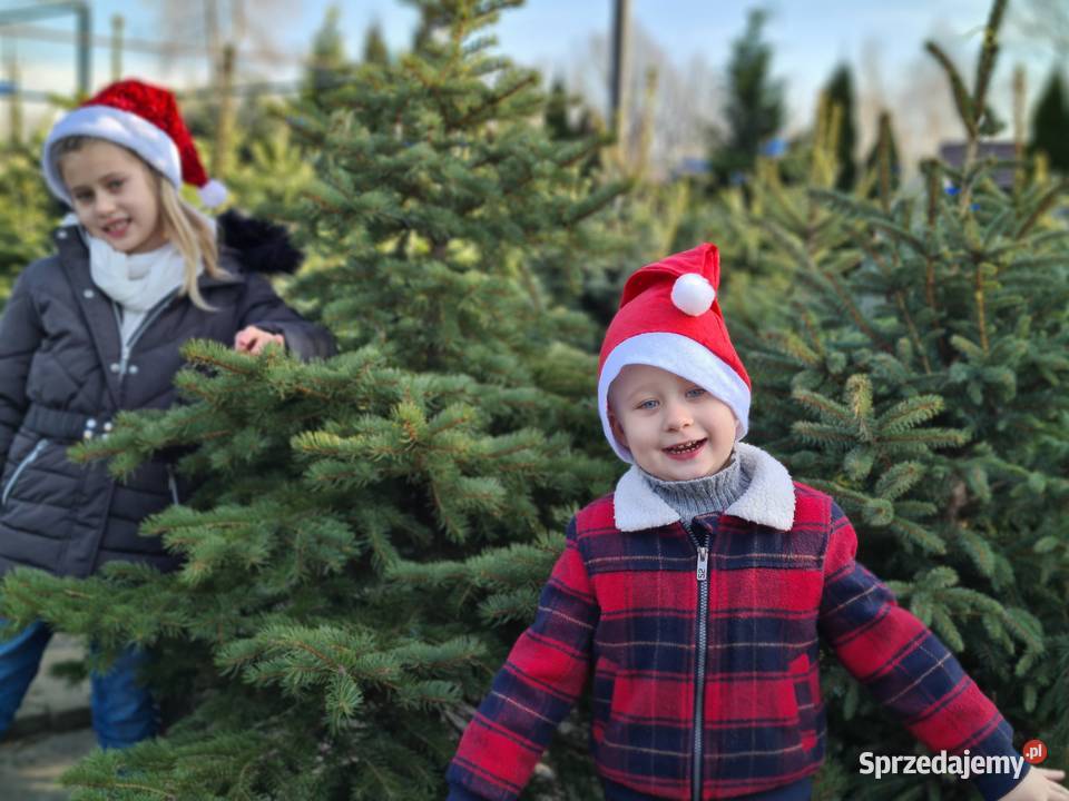 CHOINKA Świerk srebrny 80100 Szkółka Producent Rydzyny