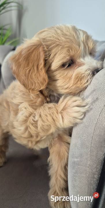 Suczka Maltipoo gotowa na walentynki Inowrocław