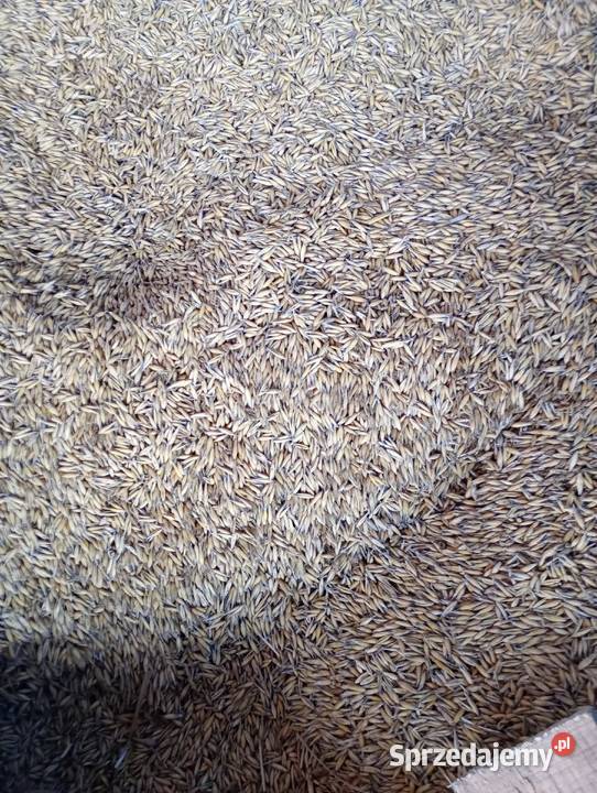 Owies Pałecznica sprzedam