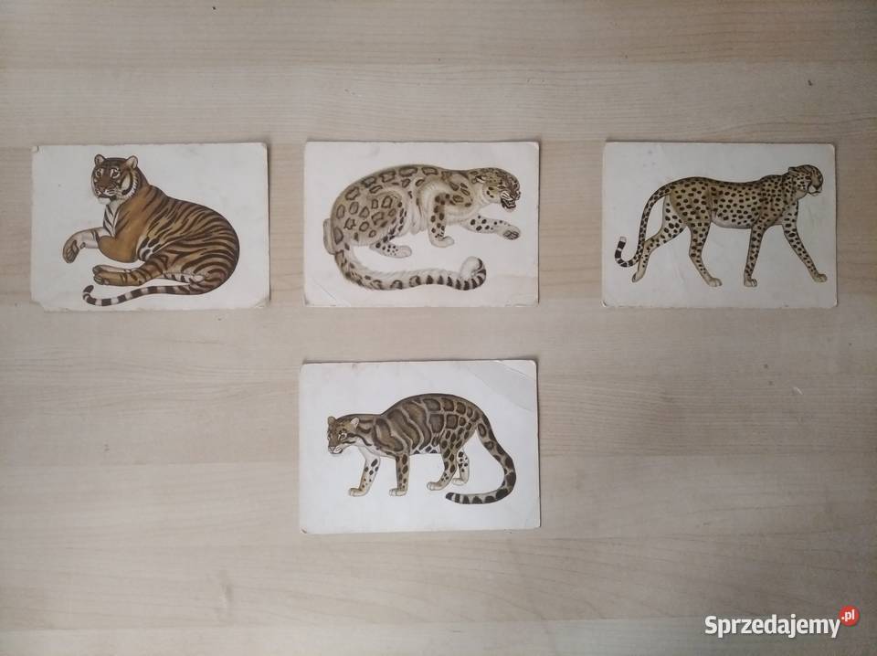 ZESTAW POCZTÓWEK KOTY NIEWYPISANE POCZTÓWKA Poznań sprzedam