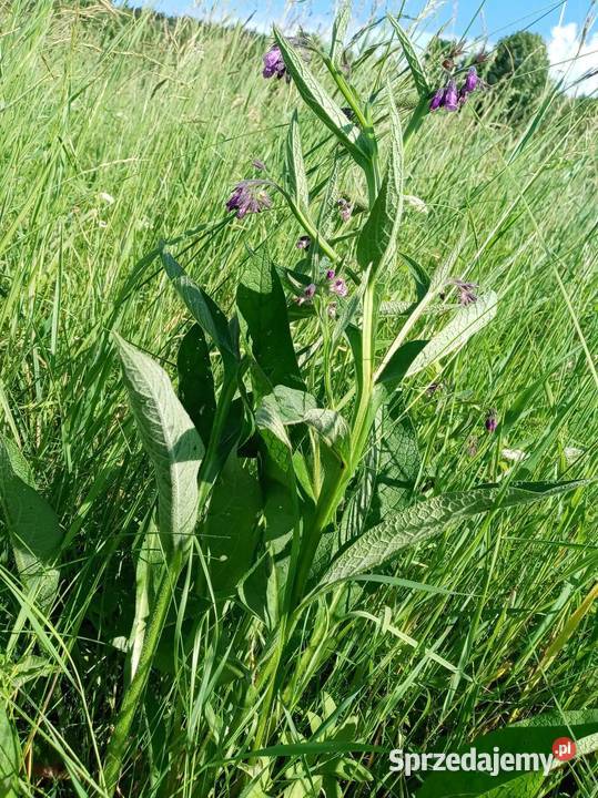 Korzen zywokostu lekarskiego 1 Ziola z Beskidow